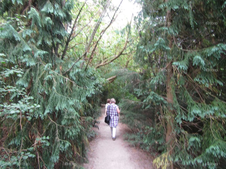 people walking through a forest
