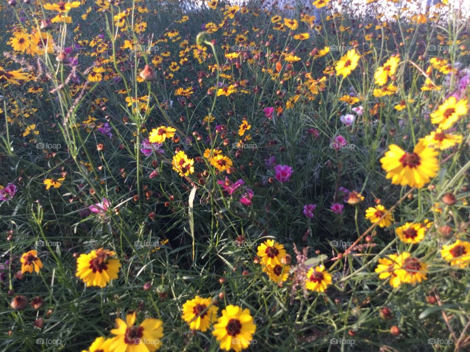 Wildflowers growing in a field 