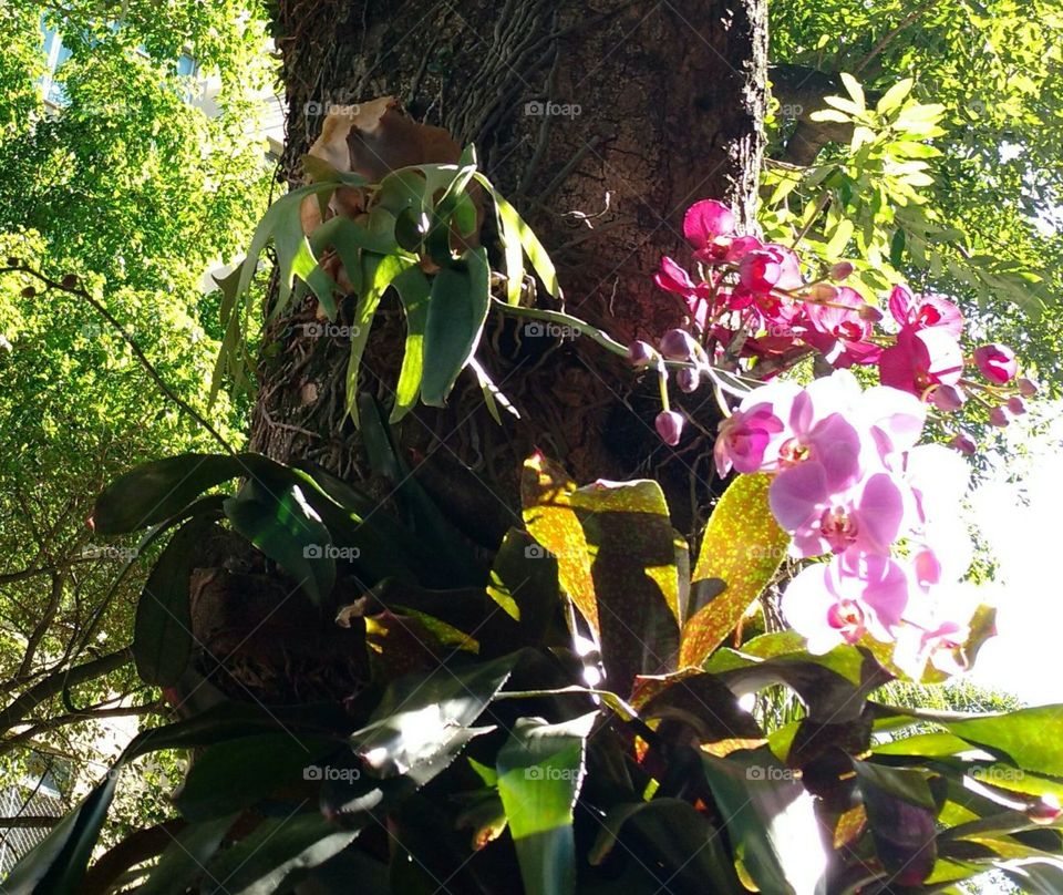 orchids and sunlight