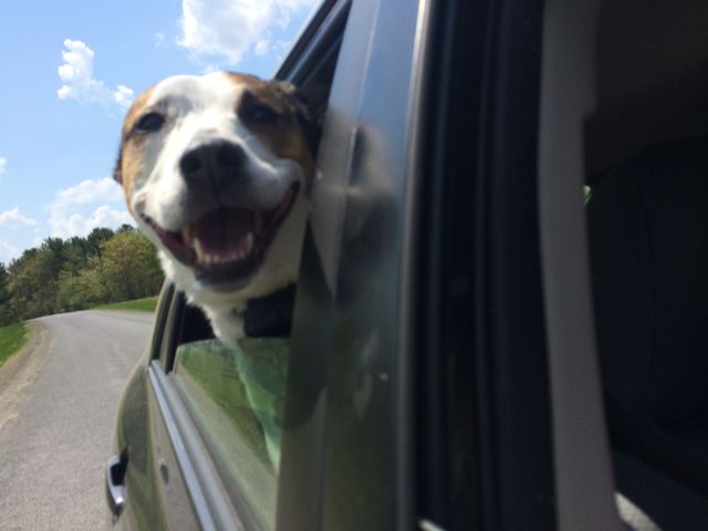 dog
