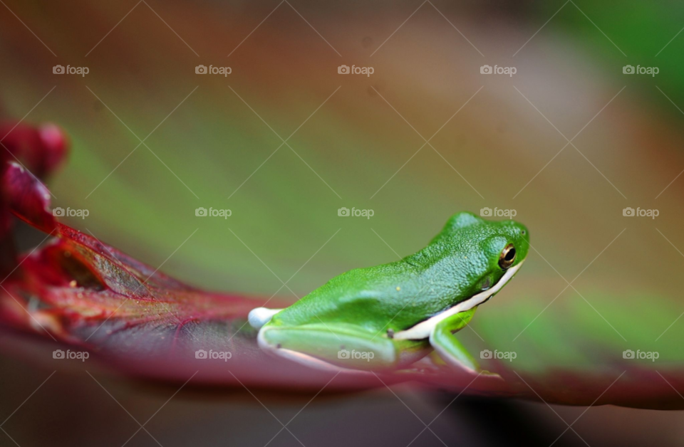 nature macro frog by lightanddrawing