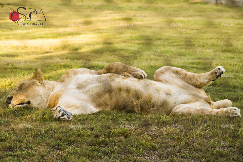 Una enorme leona durmiendo comodamente
