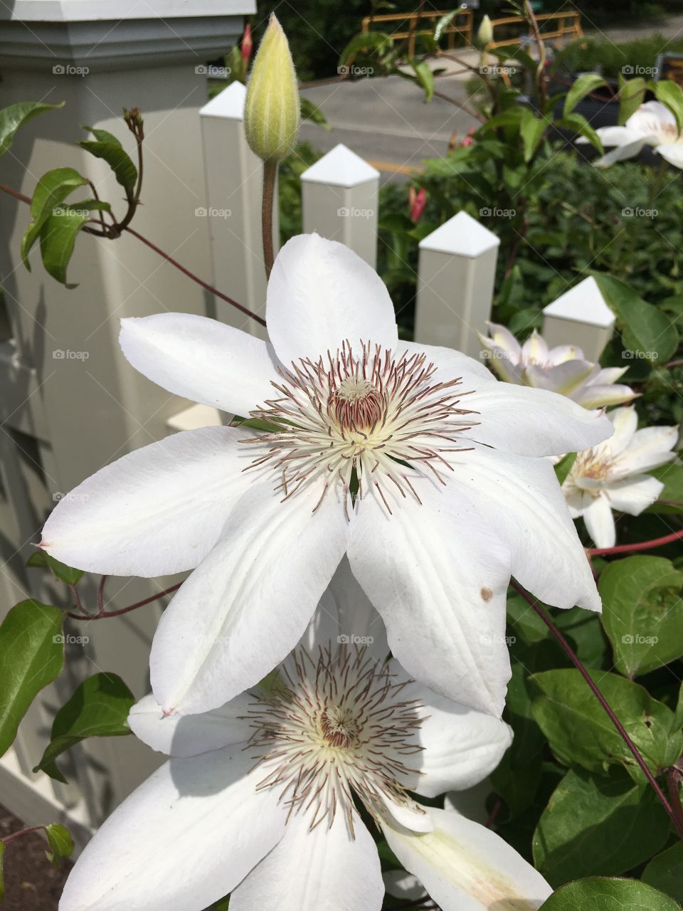 White clematis on fence