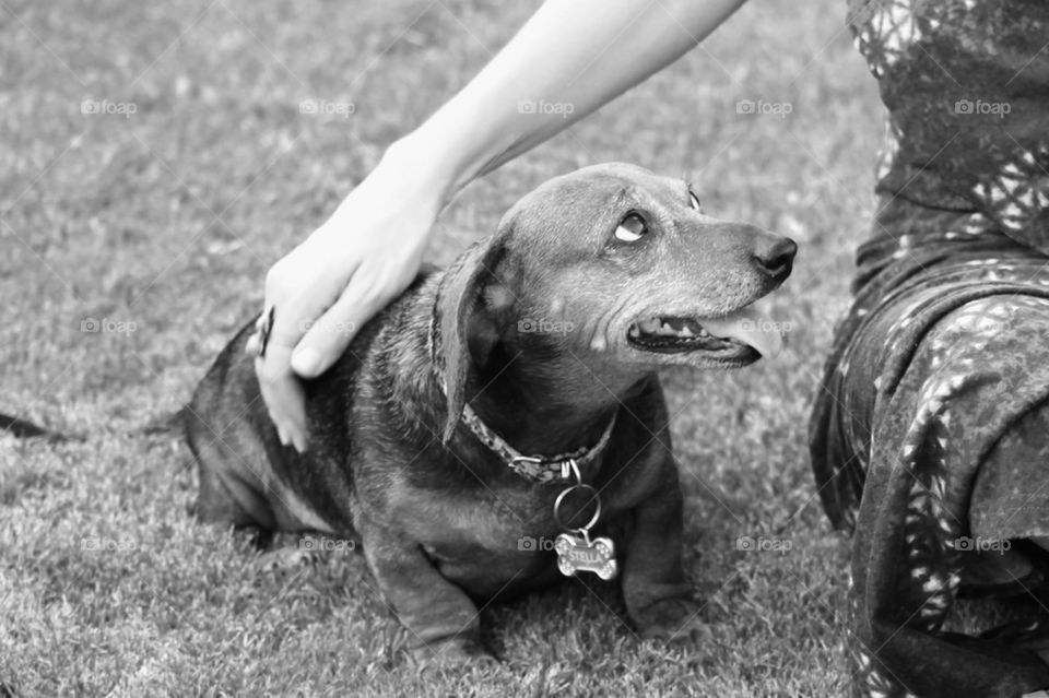 Dachshund Love