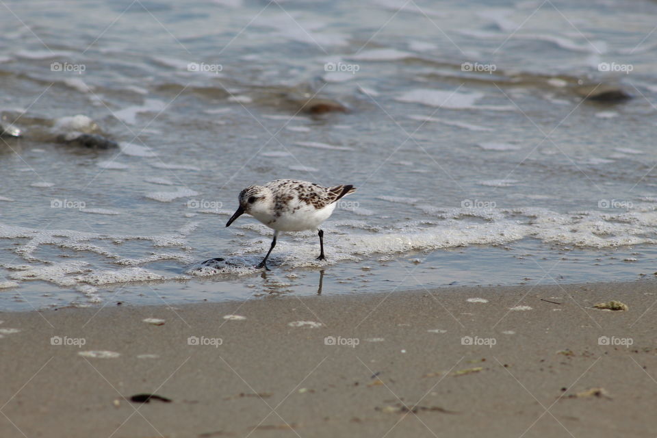 A sand plover stepping carefully in the shallow waves on a beach in Maine 