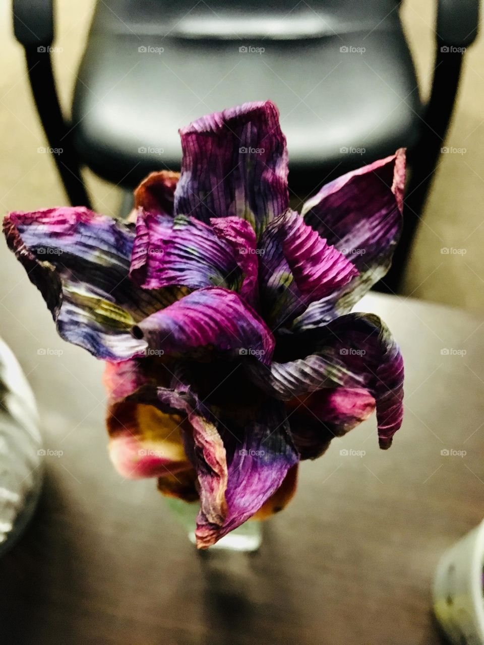 Dead purple flower 