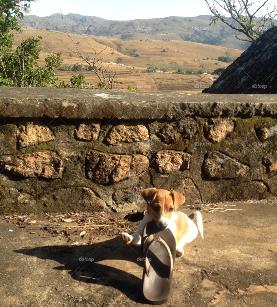 Cute puppy with a flip-flop in Swaziland