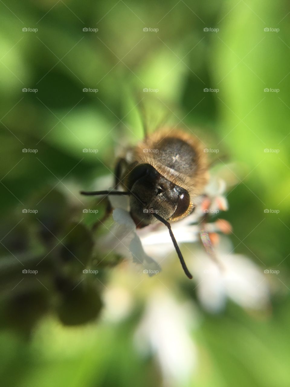Bee3