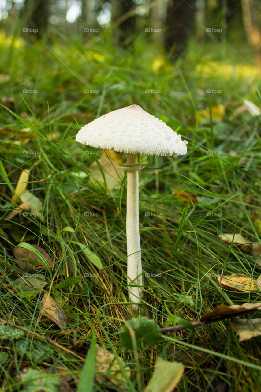 Mushroom, Grass, Fungus, Nature, Flora