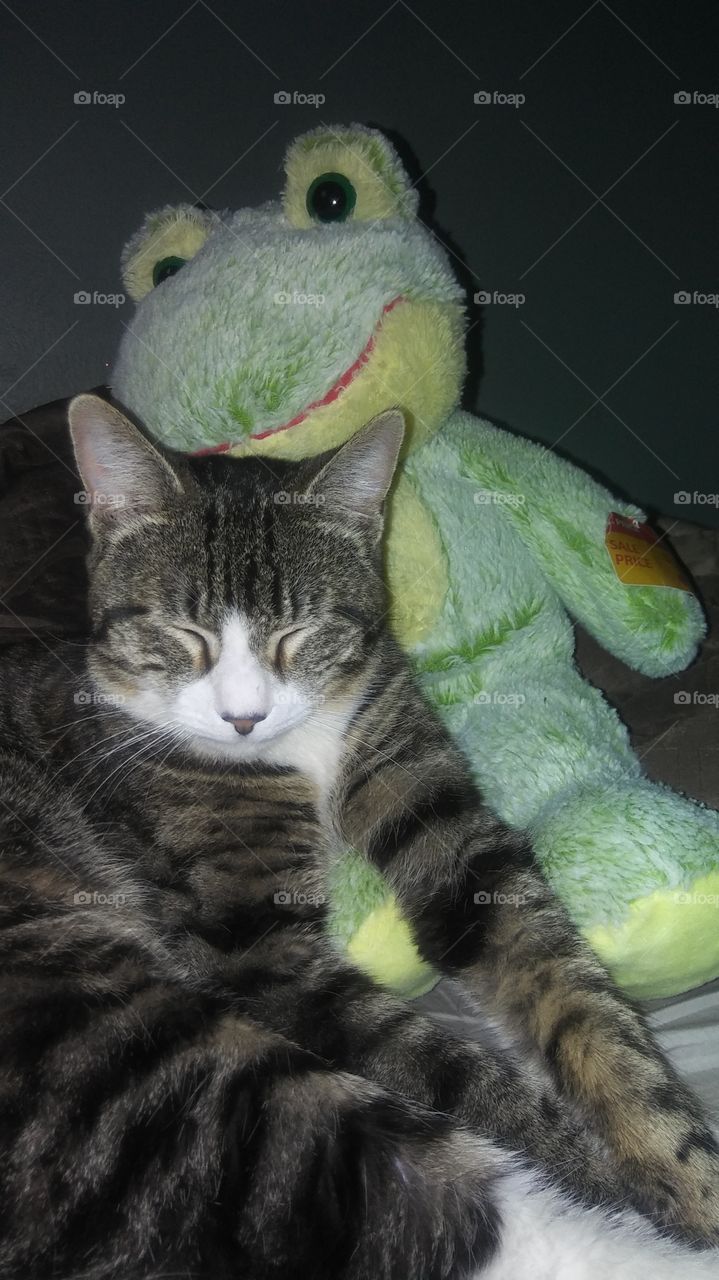 cat and frog