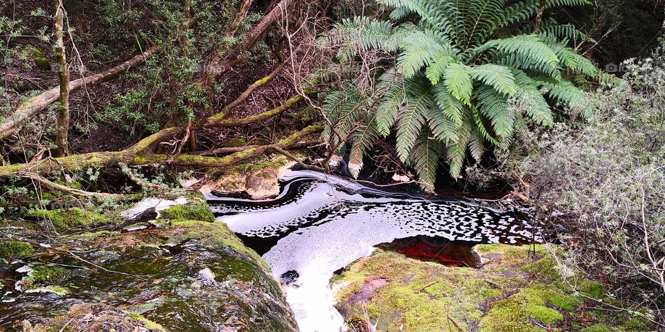 Dial Range NP, Tasmania