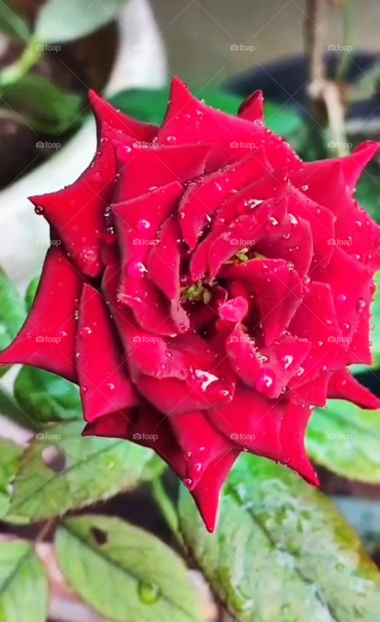 Colours of spring, A rose with red colour