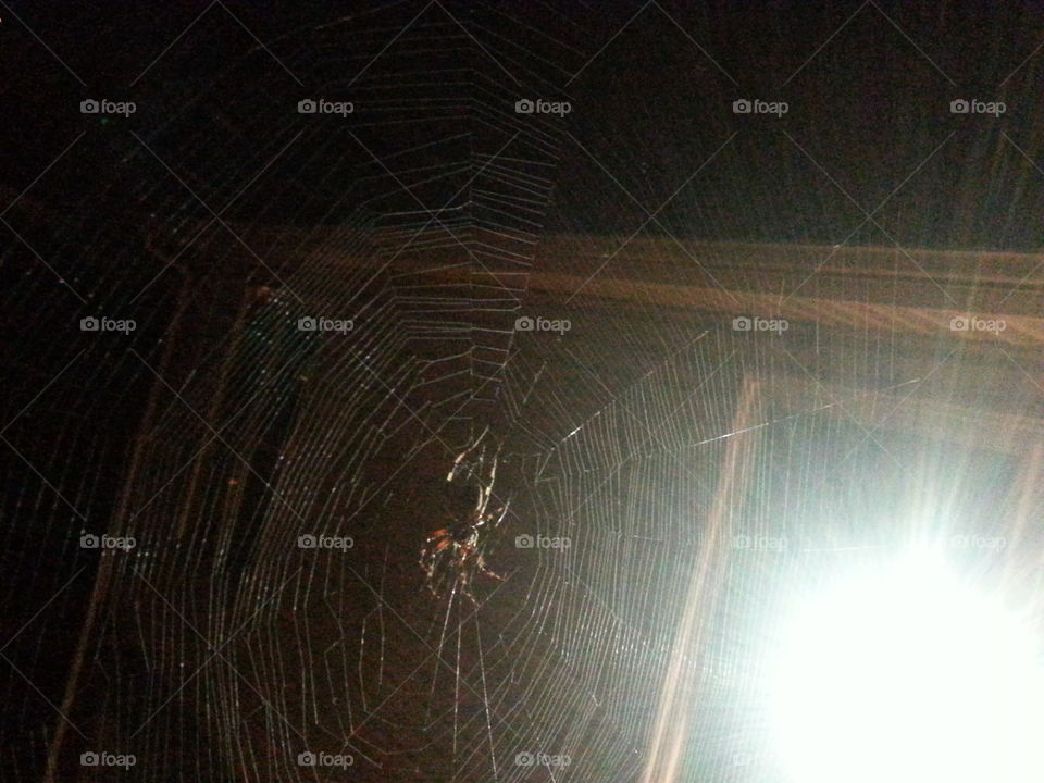 Spider, Spiderweb, No Person, Arachnid, Dark