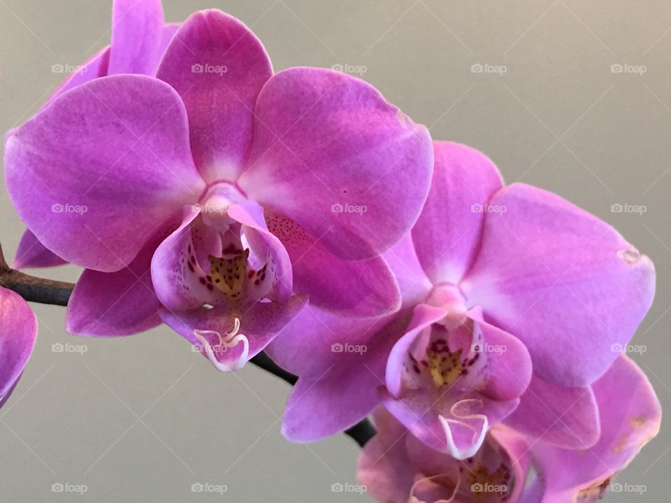 Orchids of pinks 