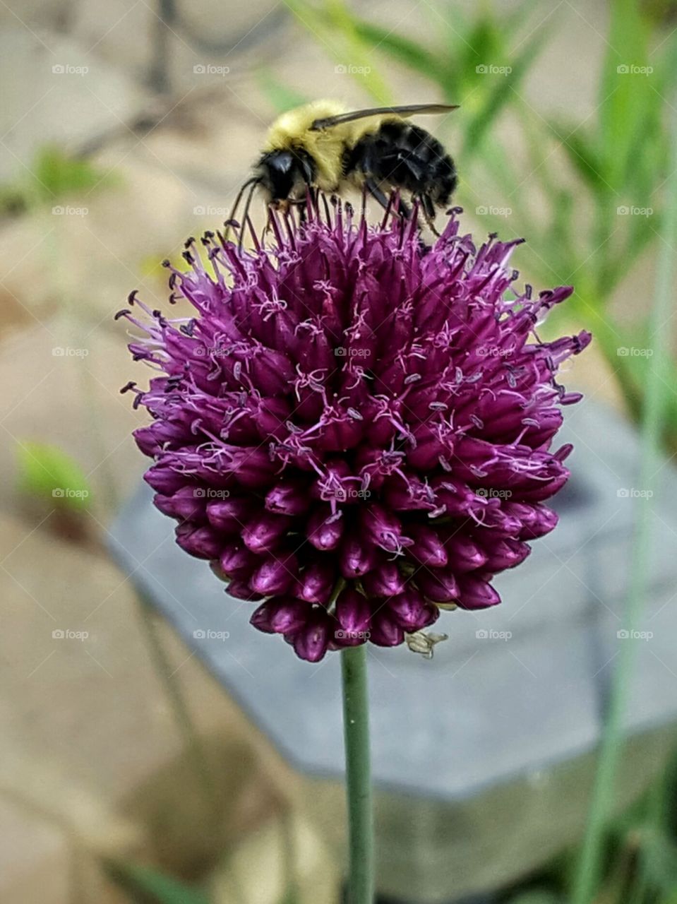bee love purple bloom