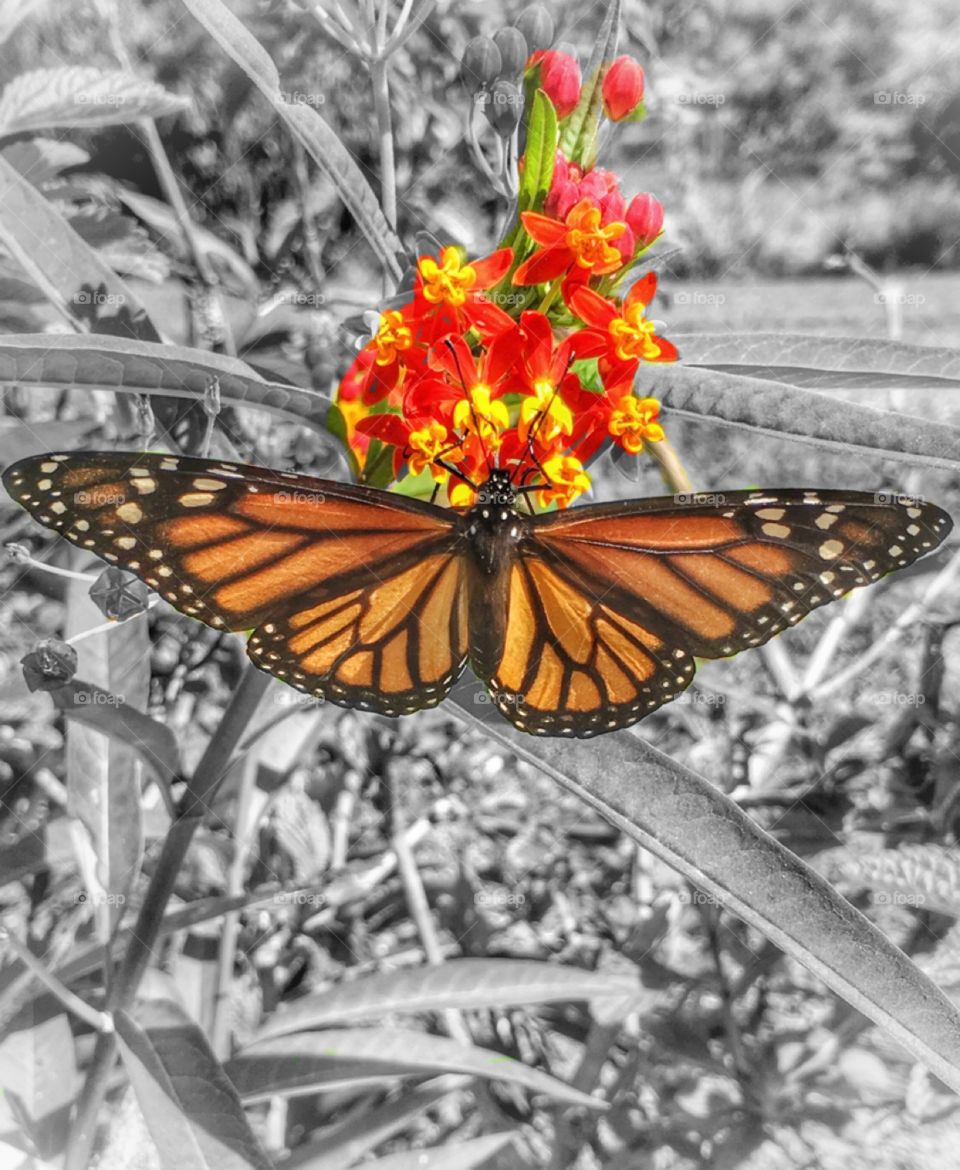Butterfly on a flower