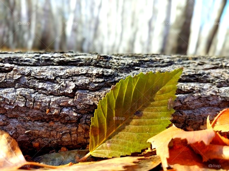 Fairy tale, autumn tale, walk, foliage