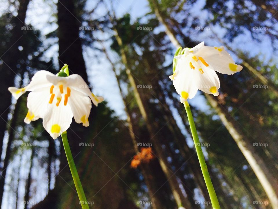 Wild snowdrops in the forest