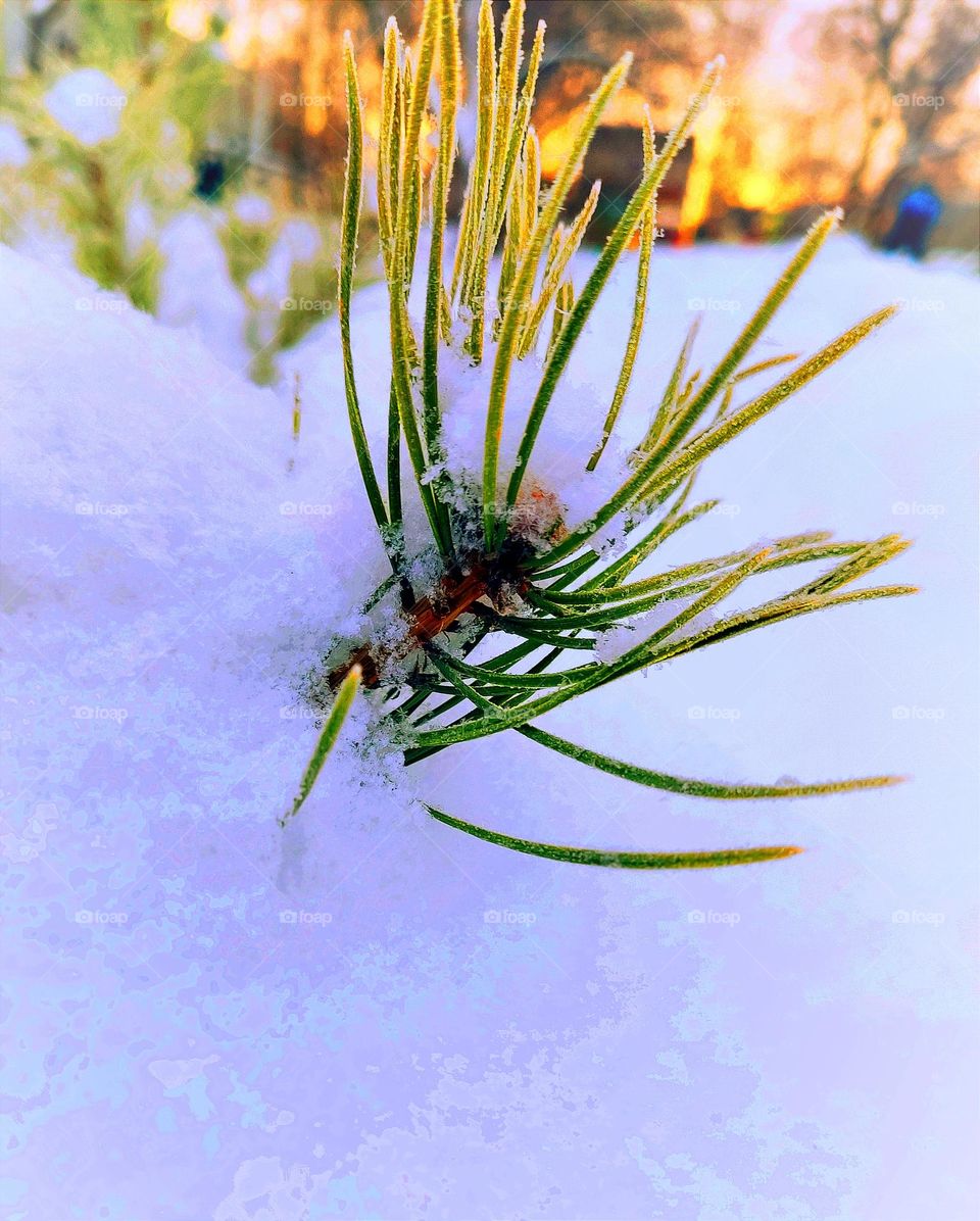 She imagines herself as a big Christmas tree with burning lights!..✨