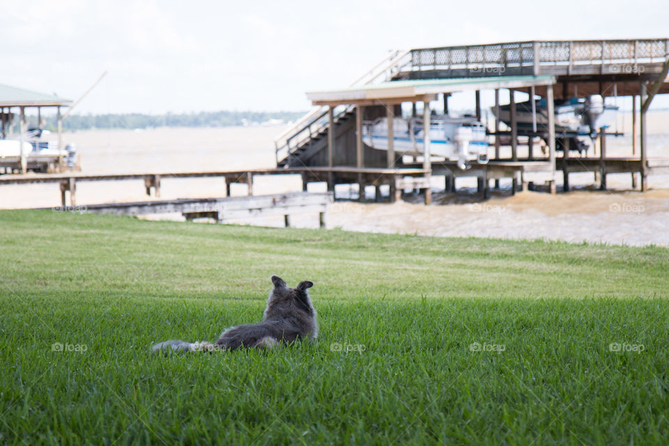 Dog at the lake