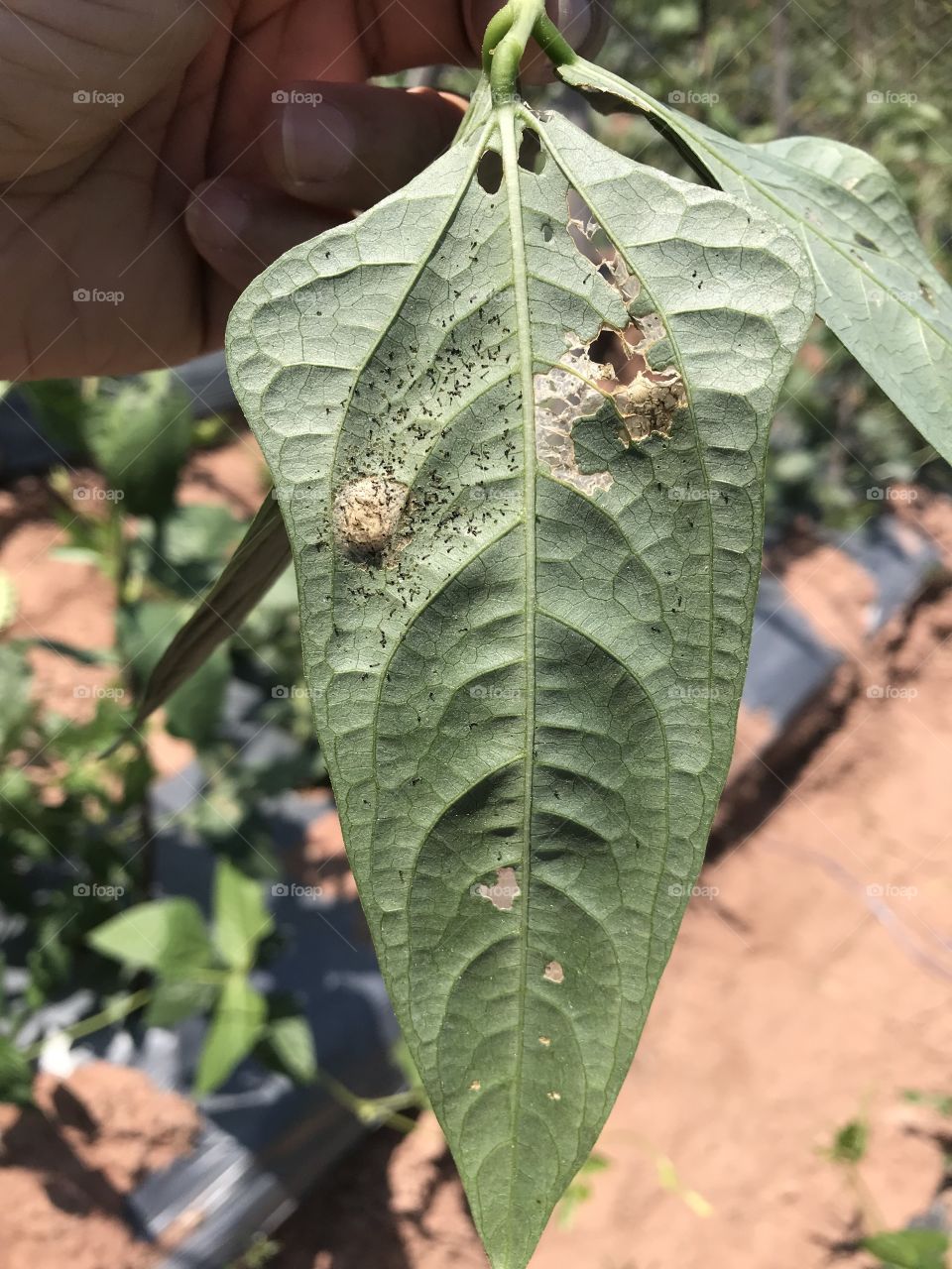 Phyllocnistis citrella Stainton