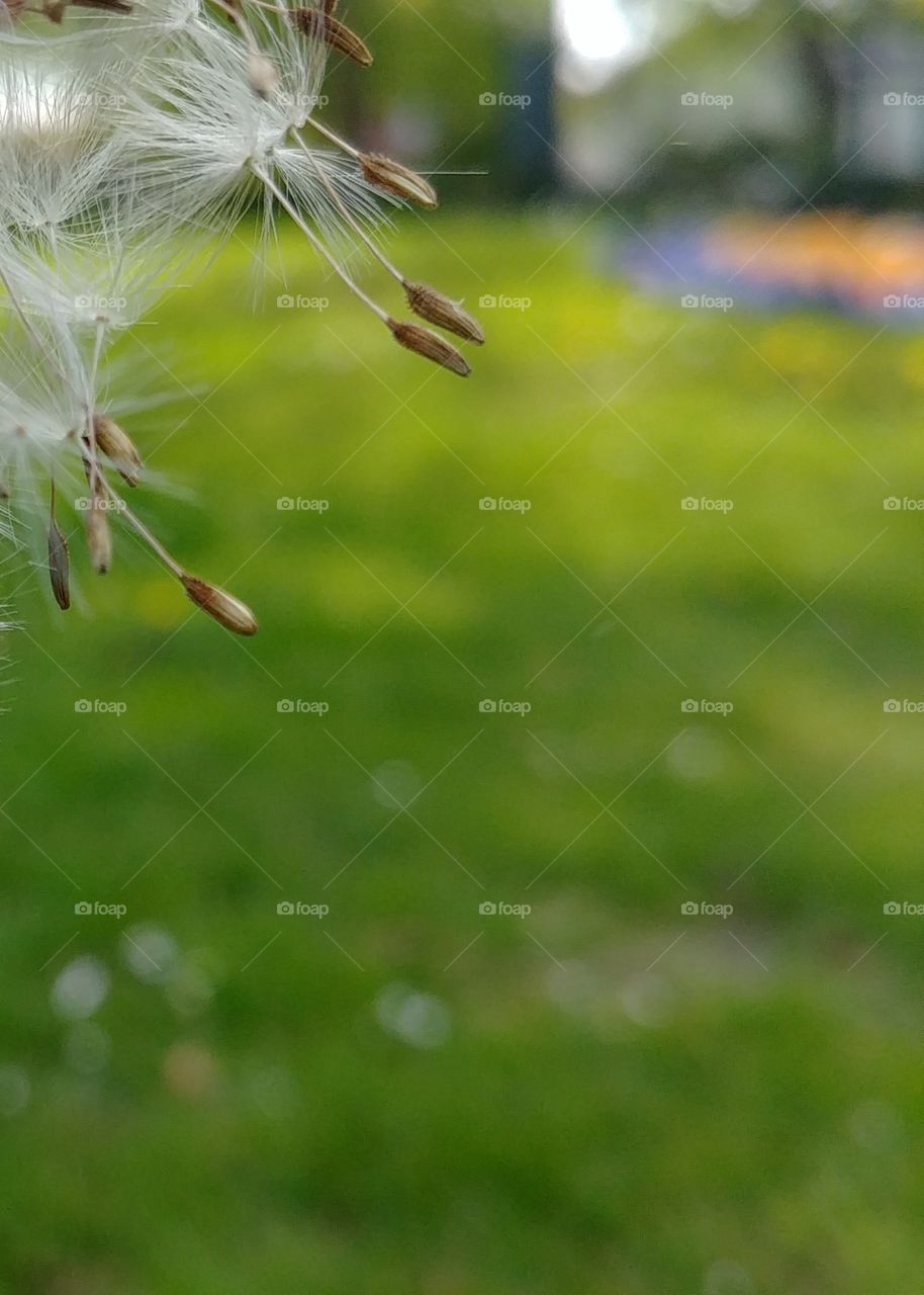 Fallschirm Pollen Sammen Löwenzahn