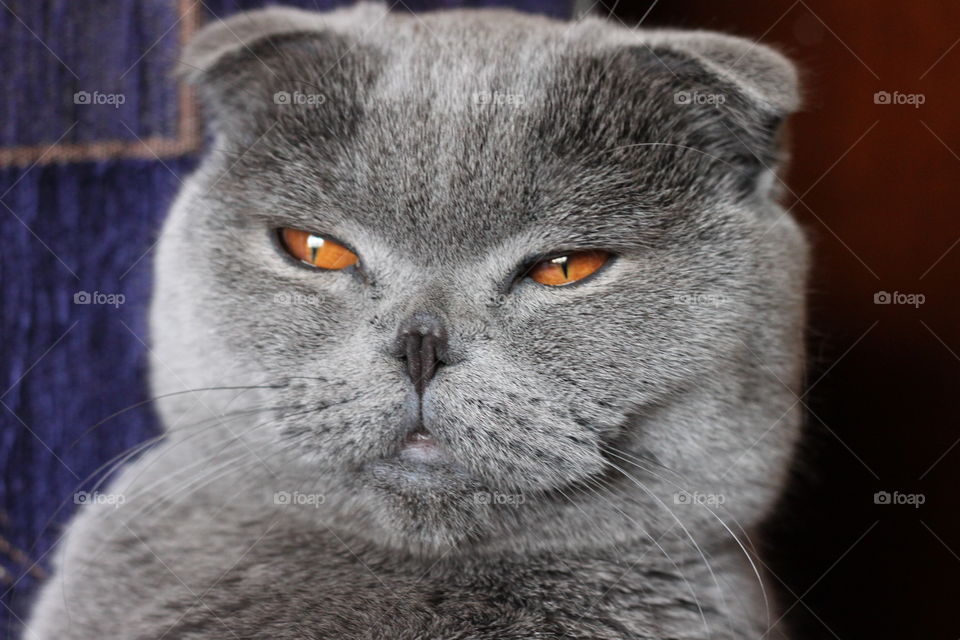 Beautiful grey Scottish fold cat