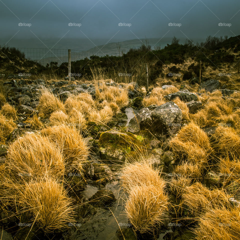 Cactus, Landscape, Desert, Dry, No Person