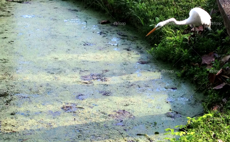hunting pond water bird by bcpix