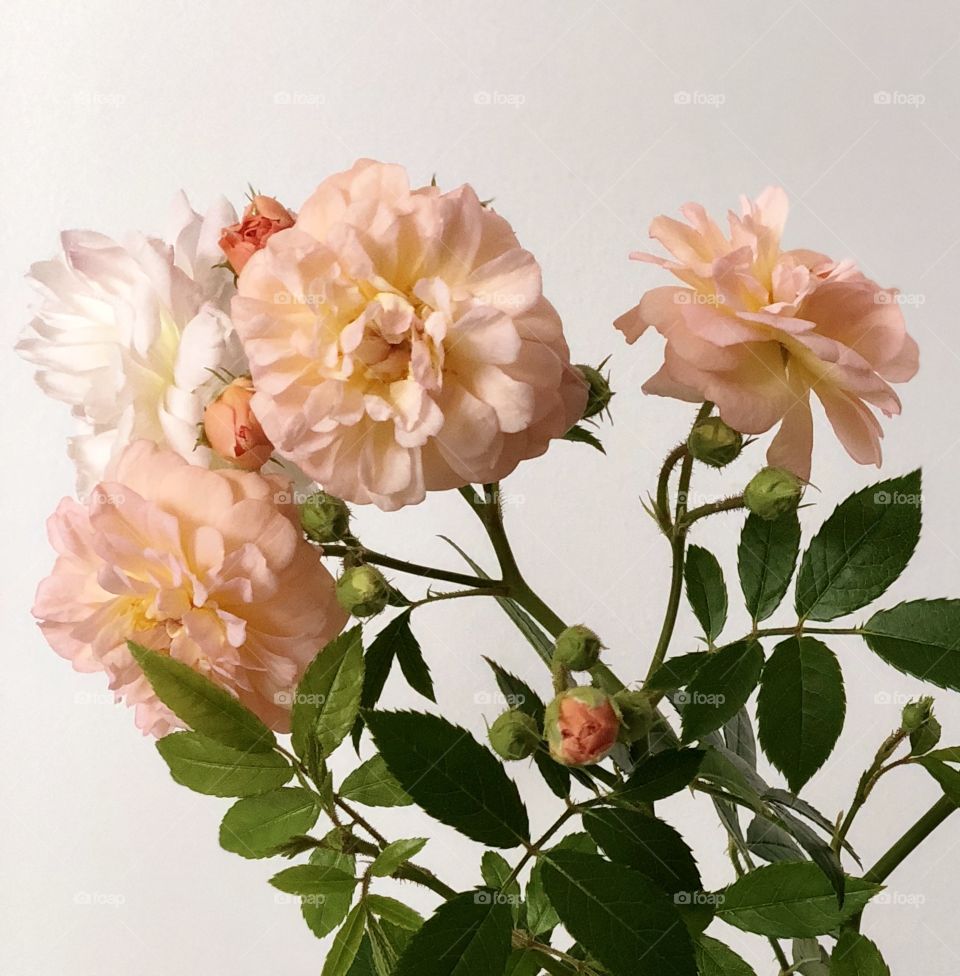 Mini garden roses 🥀