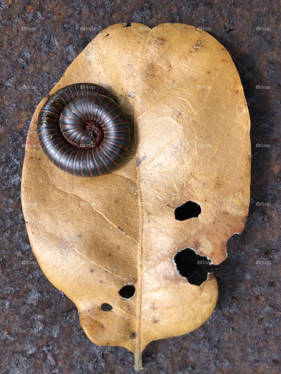 Found this today on the ranch in Texas. A large centipede wrapped himself up because I scared him! And yes, he does bite!