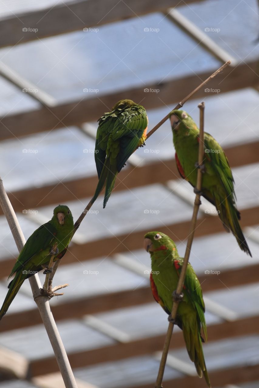 Beautiful Birds