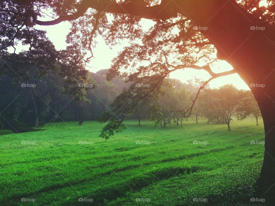 The sun is smiling once again. 🌳🍃💨☀️