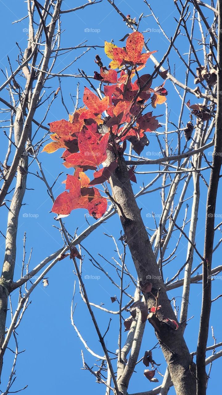 Maple leaves turning red in autumn