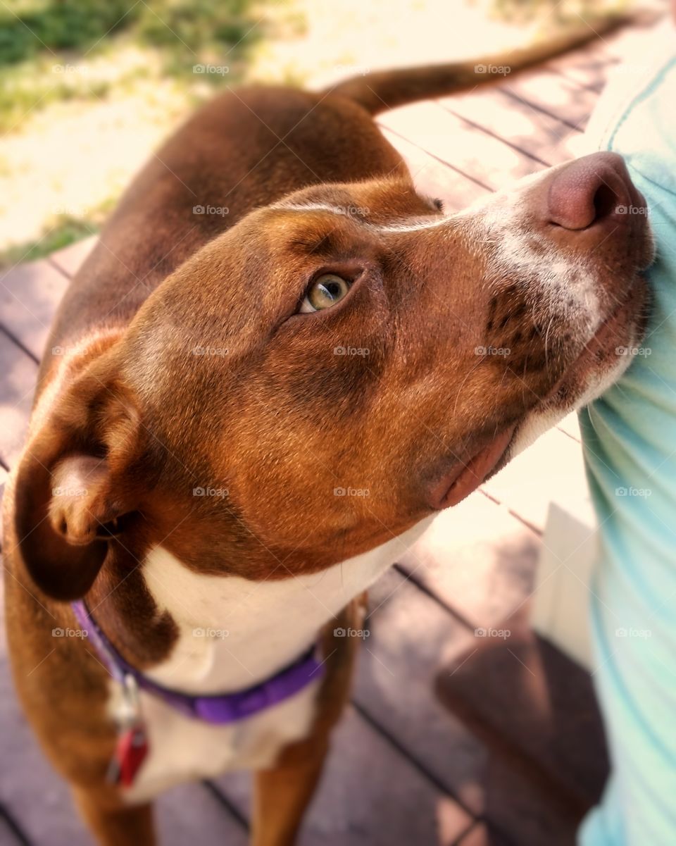 Sweet Pit Bull Catahoula mix puppy dog looks lovingly at her owner