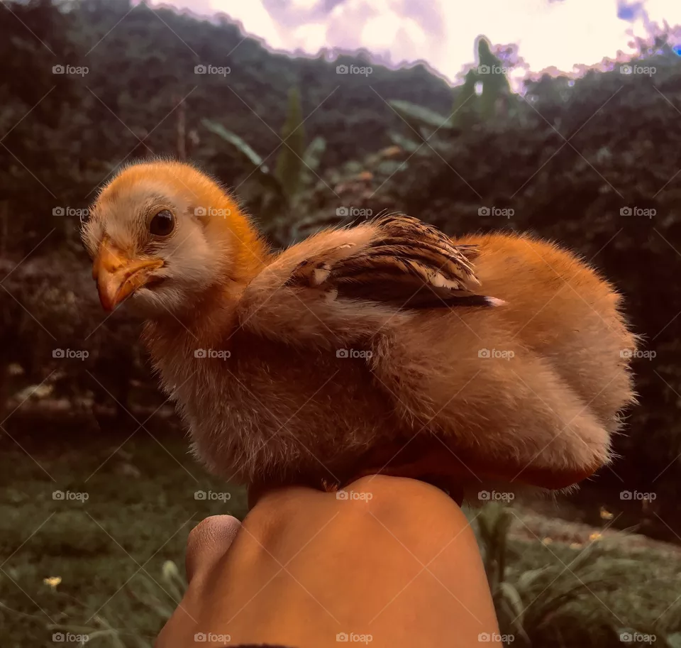 🐣