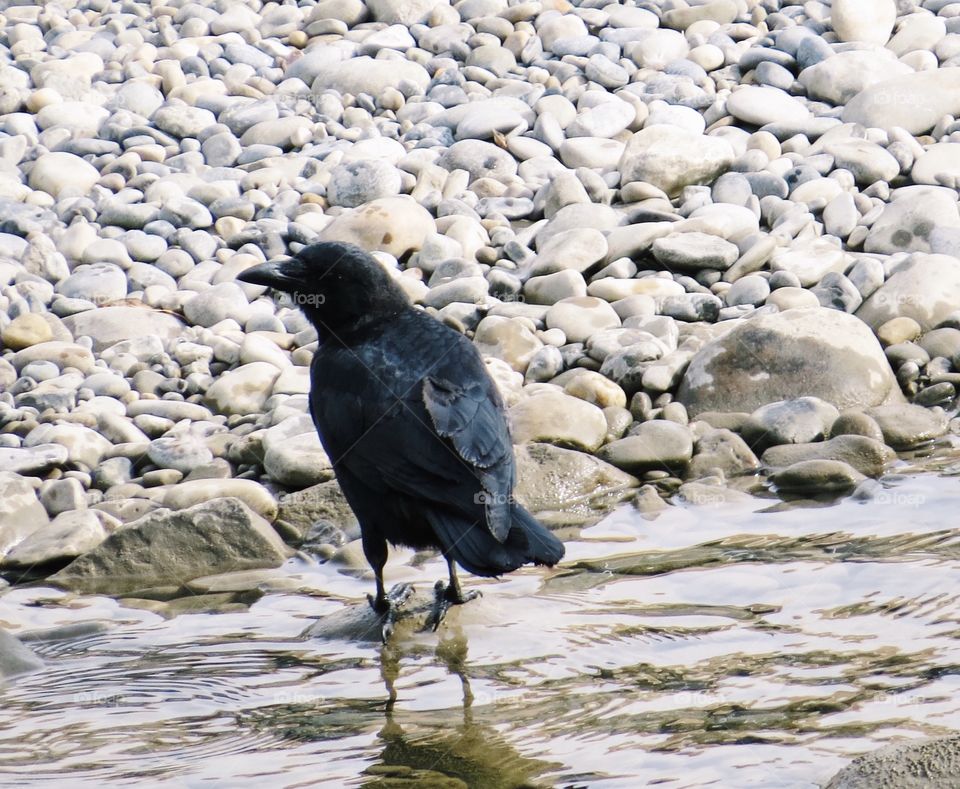 Crow standing on a rock