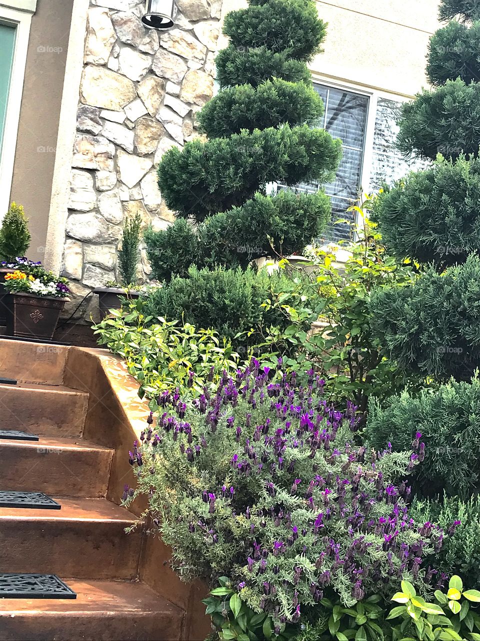 Spiral clipped trees 