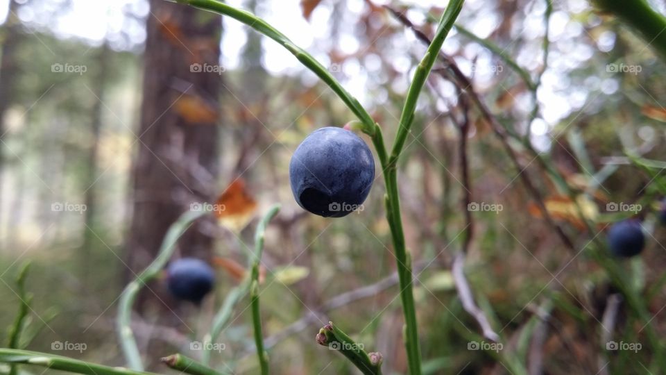 Magic blueberry