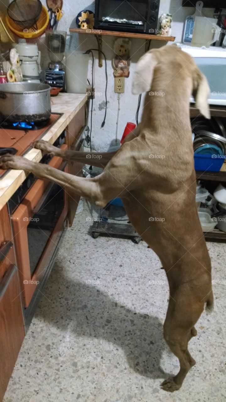 Perrito cocinero 