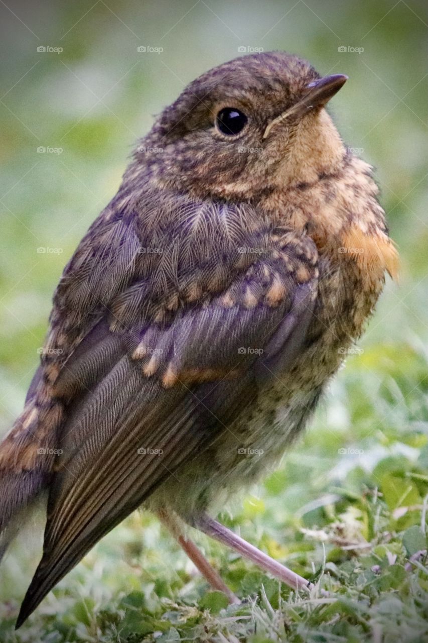 Youngster Robin