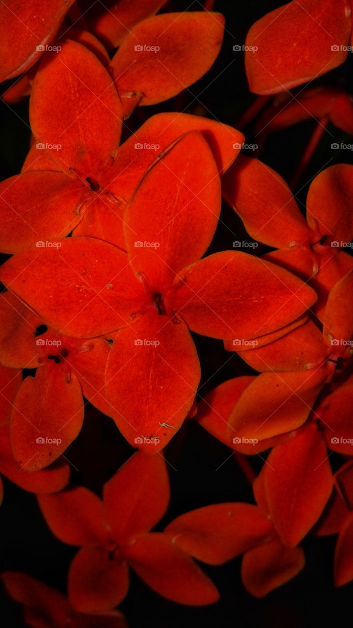 red colour flowers at night time