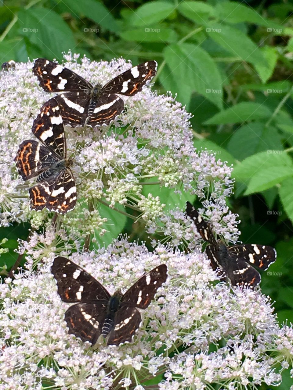 Butterflies Sitting on Flowers 