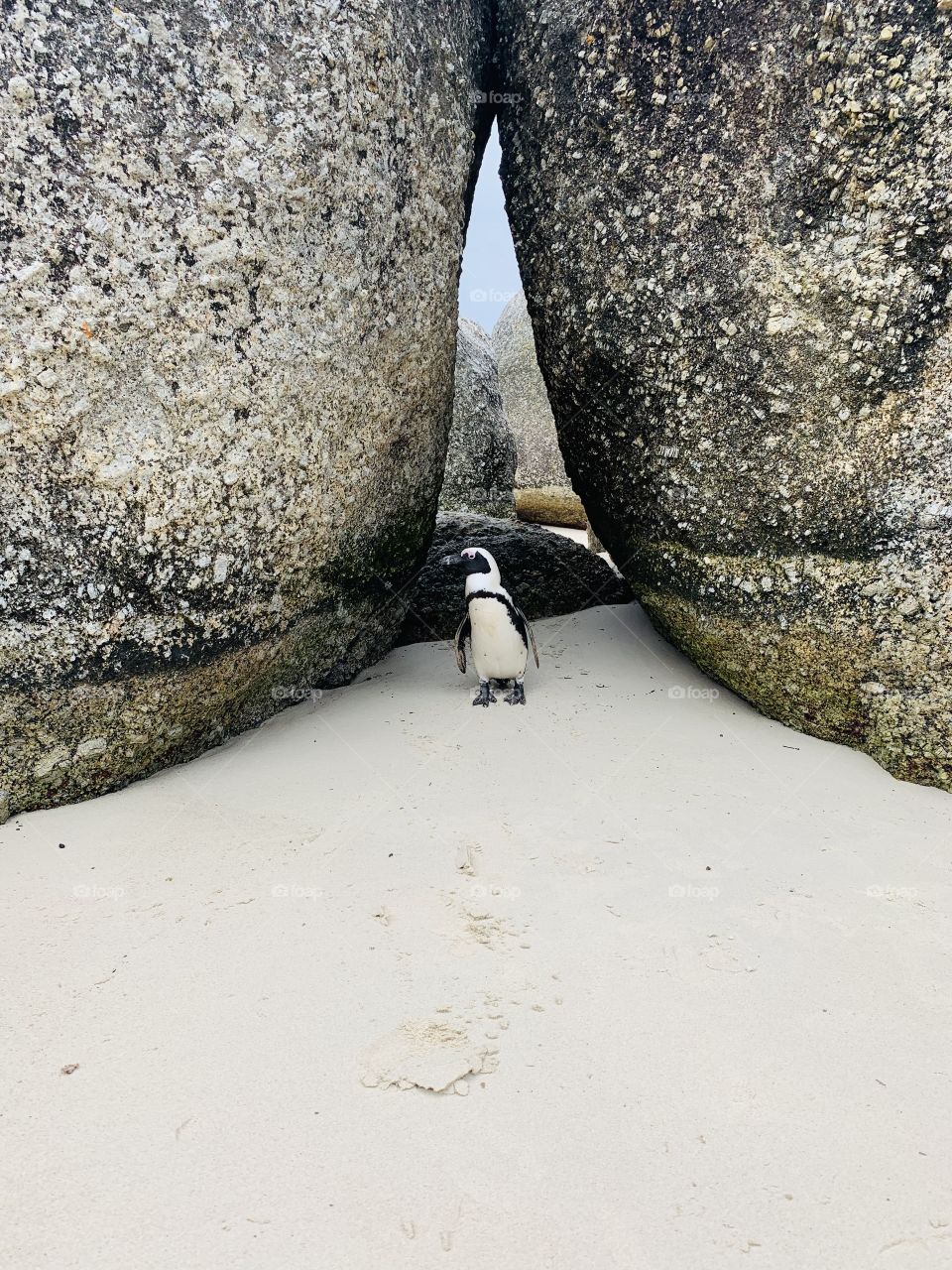 Penguin in between the boulders 
