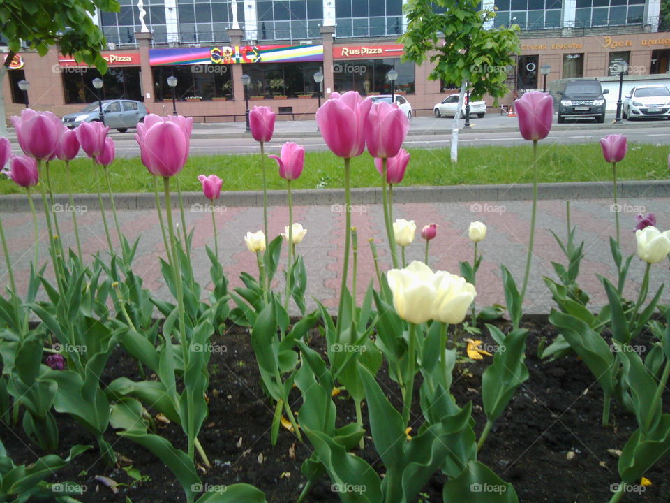 Close-up of tulip flowers blooming outdoors