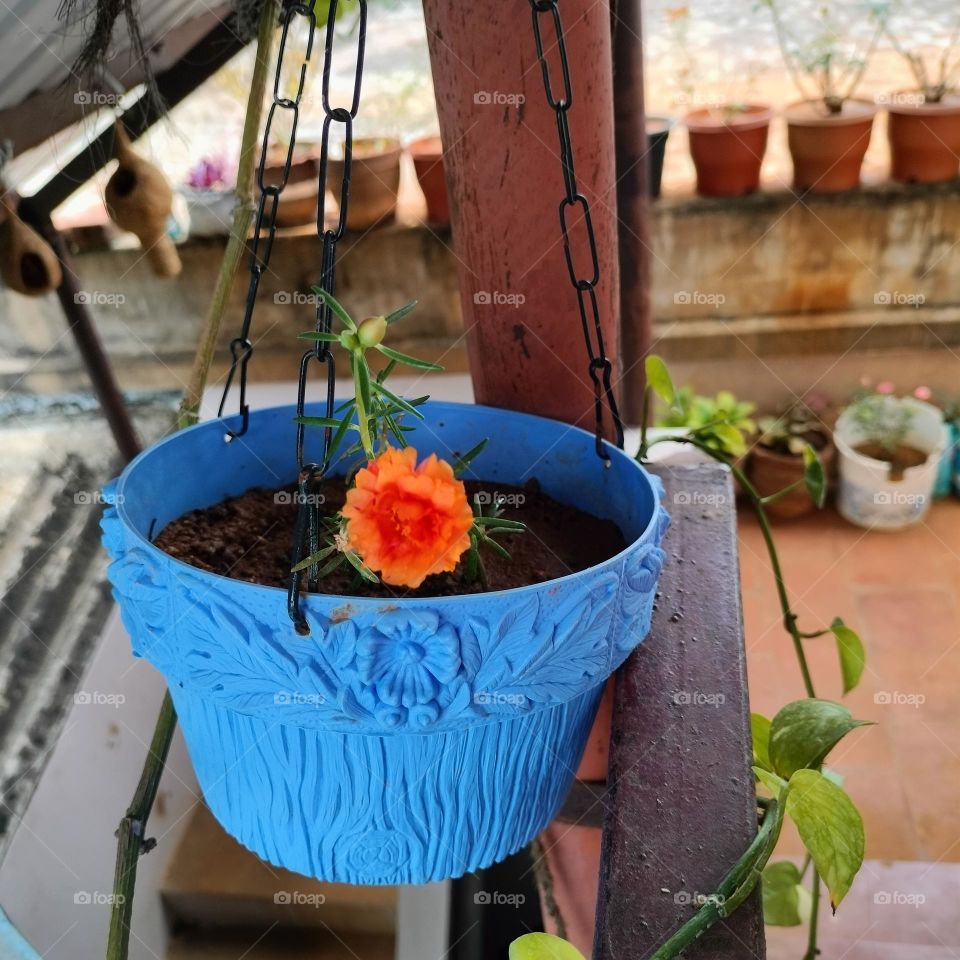 Hanging plant