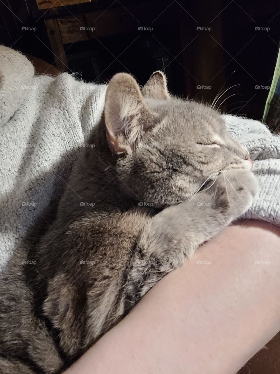 Cute grey colored pet cat resting in owners arm, snuggling and sleeping. Life with pets.