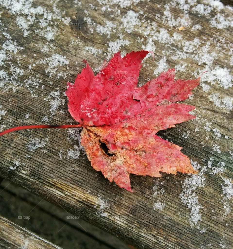Maple leaf in early snow