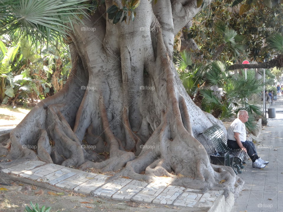 big tree in Reggio