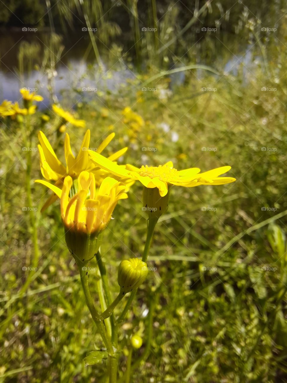 flowers